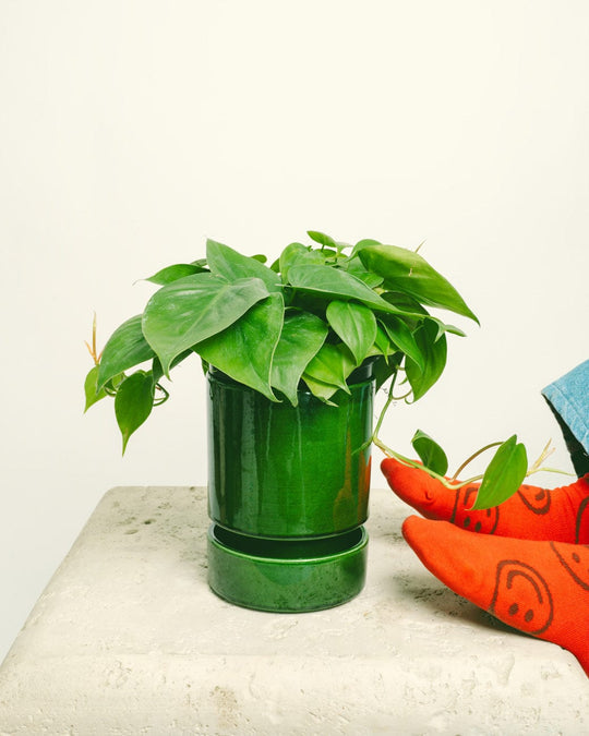 A happy plant owner puts her feet up next to a thriving plant growing in one of Tula House’s indoor planters for sale